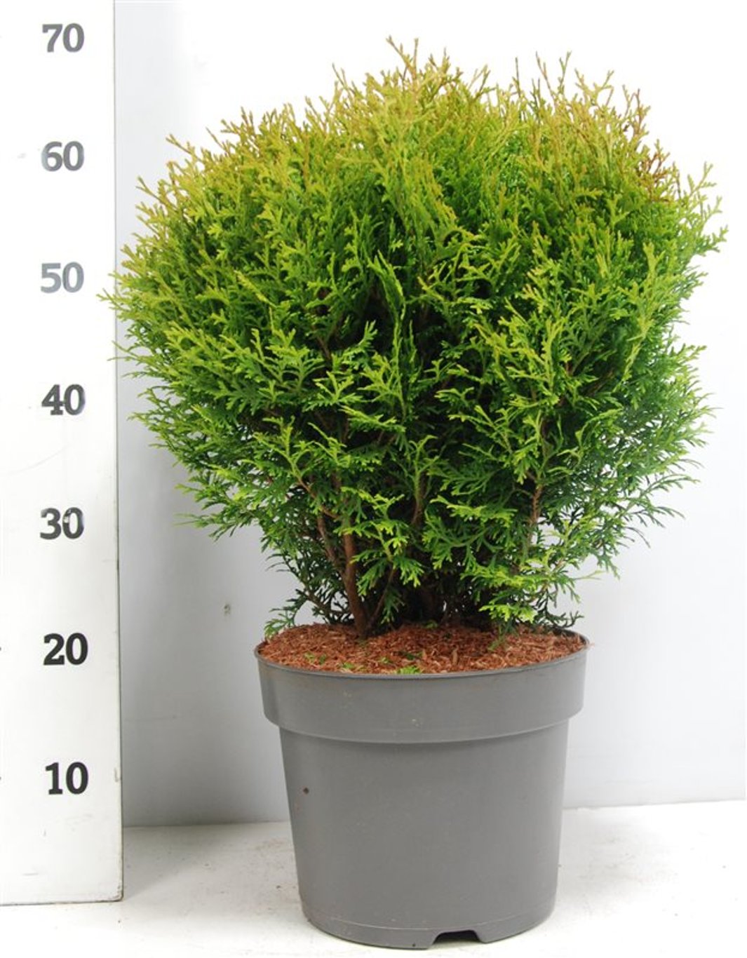 Thuja – Thuja occidentalis 'Little Giant' - C7.5 40-50 cm.
